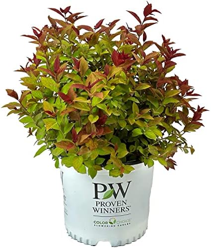 Proven Winners Double Play Doozie Spirea, Live Flowering Shrub, 3 Gallon by BloomingBeautiful
