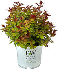 Proven Winners Double Play Doozie Spirea, Live Flowering Shrub, 3 Gallon by BloomingBeautiful