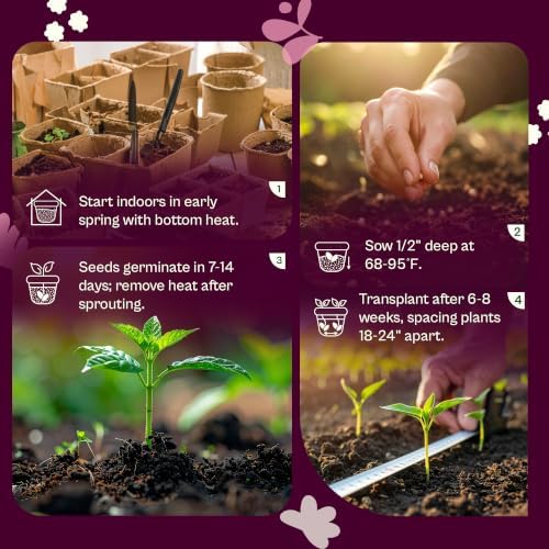 SVI 50 Red Robin Cherry Tomato Heirloom Seeds Lycopersicon esculentum - Image 5