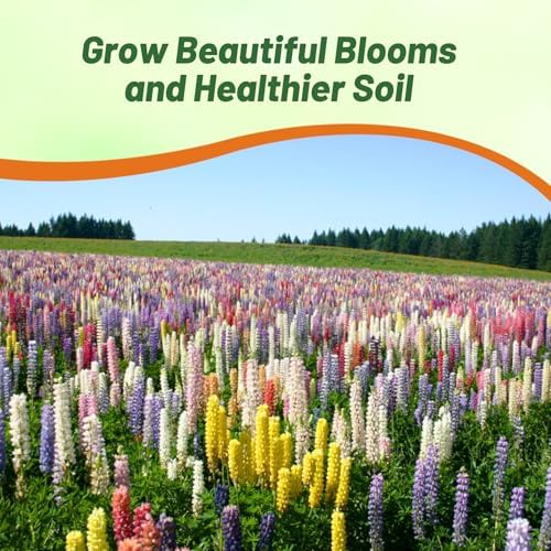 Outsidepride Mixed Russells Lupine Seeds - 1 Lb. Perennial, Self-Sowing, Cold Hardy & Frost Tolerant Wildflower Seeds for Fall Planting, Ideal for Attracting Pollinators & Hummingbirds - Image 6