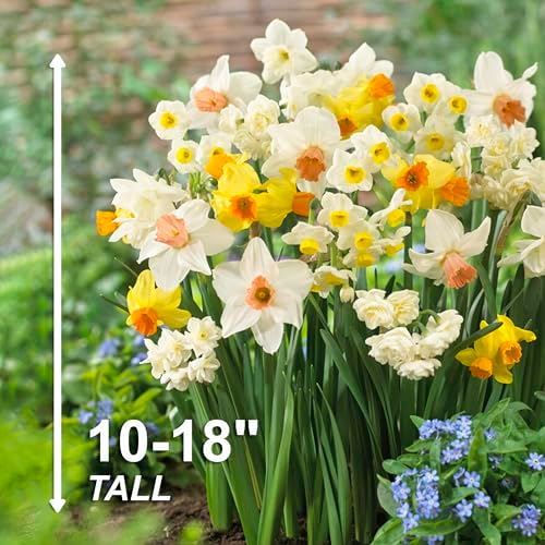 Garden State Bulb All-in-One Mixed Daffodil Flower Bulbs, 12/14cm, Fall Planting (Bag of 50) - Image 3