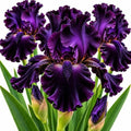 Love Me Long Time Bearded Iris Rhizomes – Deep Purple Tall Iris – Ruffled Flowering Perennial for Garden Beds, Borders & Landscapes, 10 Rhizomes by CZGrain