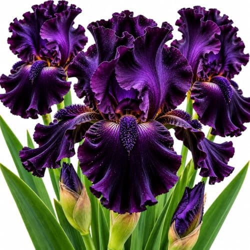 Love Me Long Time Bearded Iris Rhizomes – Deep Purple Tall Iris – Ruffled Flowering Perennial for Garden Beds, Borders & Landscapes, 10 Rhizomes by CZGrain