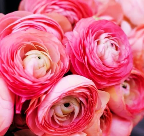Mixed Peony Ranunculus Bulbs- Persian Buttercup -10 Corms Bulbs Flowering Blooms Perennial Bulbous Root Garden Plant (Pink) - Image 7