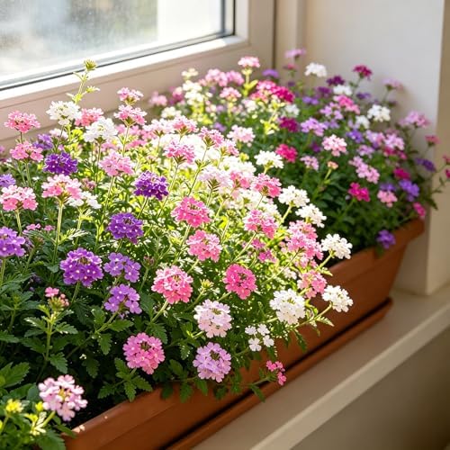 CarpetC 200+ Verbena Seeds for Planting, Perennial Flower Ground Cover, Drought Tolerant with Long Blooms, Attracts Pollinators for Outdoor Garden, Borders, Containers & Hanging Baskets - Image 2