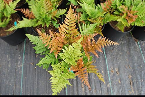 American Plant Exchange Live Autumn Fern – 6-Inch Pot – Hardy Shade-Loving Fern with Copper-Toned New Growth, Easy Care Plant for Outdoor Gardens, Patios, Containers & Woodland Landscapes - Image 4