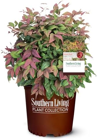 Southern Living 2 Gal. Blush Pink Nandina Shrub by Unknown