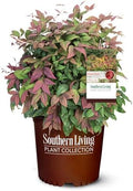Southern Living 2 Gal. Blush Pink Nandina Shrub by Unknown