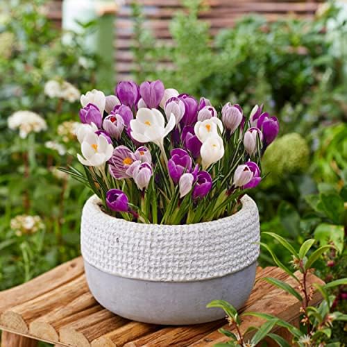 Garden State Bulb Blue Moon Mixed Crocus Flower Bulbs, 8/9cm (Bag of 200) - Image 6