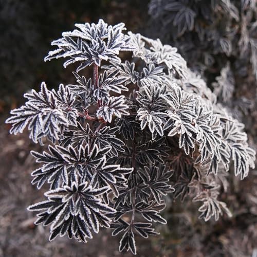Proven Winners Laced Up Elderberry (Sambucus nigra) Live Plant, 4.5" Qt - Image 4