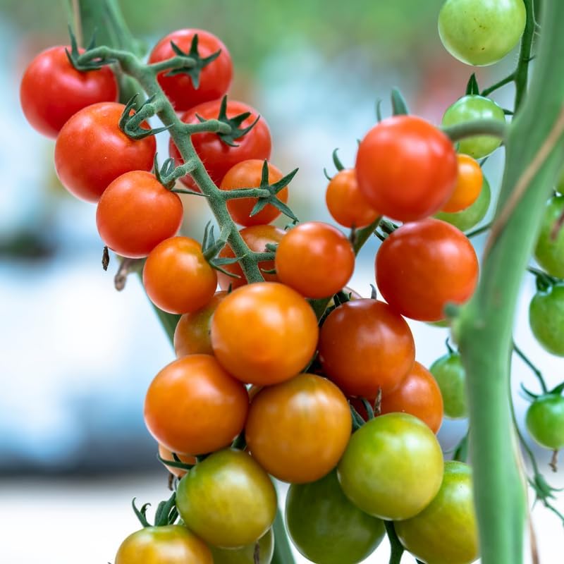 Cherry Tomato Plants Live for Planting, 4 Inch Pot - Image 3