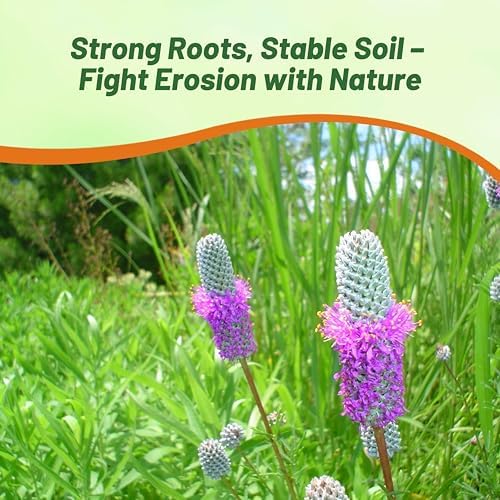 Outsidepride Purple Prairie Clover Seeds - 1/4 lb. Perennial Seeds for Planting, Easy to Grow, Drought & Heat Tolerant, High Protein Forage for Livestock, Ideal for Meadow Gardens, & Xeriscaping - Image 6