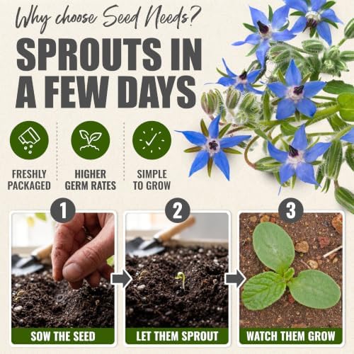 Seed Needs Blue Borage Seeds to Plant an Herb Garden - 5 Packs - Image 5