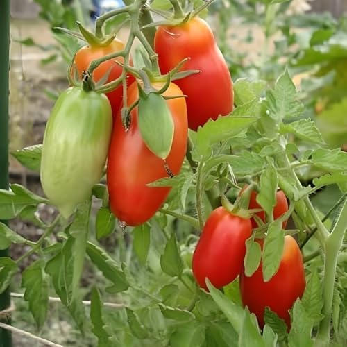 Red Tomato Live Plant, Vegetable Seedling, 4-7 Inch Tall, 4 Inch Pot - Image 4