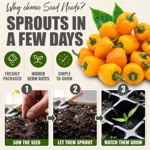 Seed Needs Mini Yellow Bell Pepper Seeds to Plant Vegetables - 10 Packs - Image 5