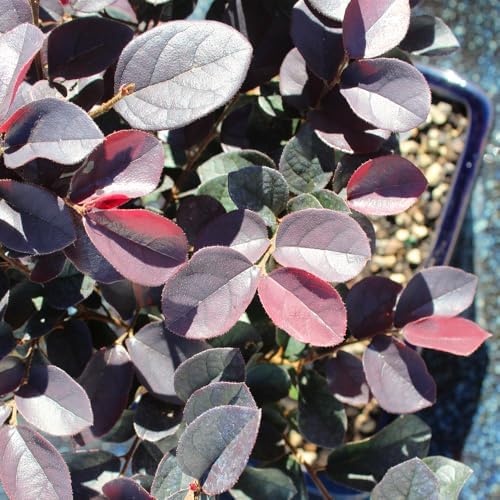 Brussel's Bonsai - Medium Live Bonsai Tree, Potted Outdoor Plant - Image 3
