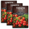 Tiny Tim Tomato Seeds - Survival Garden Seeds (3 Pack) by SurvivalGardenSeeds