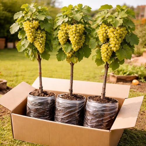 3 White Grapevine Live Plants for Growing – Sweet Table Grapes for Garden, Trellis, Pergola & Backyard Vineyard – Fast Growing Fruit Vine (3 Plants) by CZGrain