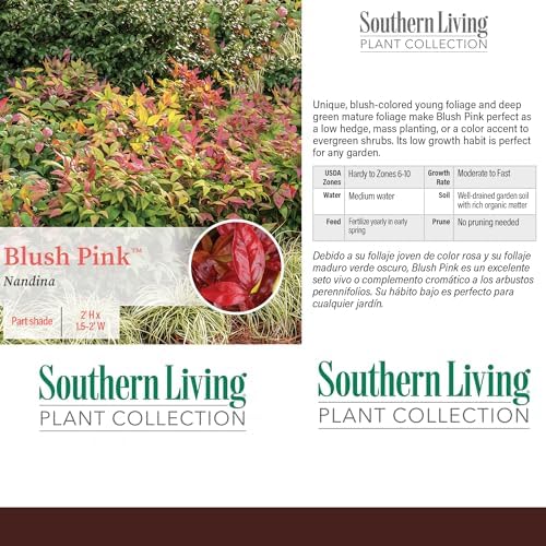 Southern Living 2 Gal. Blush Pink Nandina Shrub - Image 5