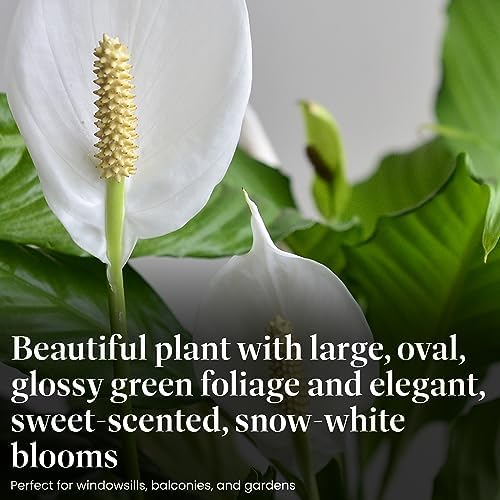 American Plant Exchange Peace Lily, Live Spathiphyllum Plant, Indoor Flowering Houseplant, 4-Inch Pot, Deco Cover, Easy Care, Low Light, Perfect for Housewarming, Sympathy, or Party Gift - Image 3