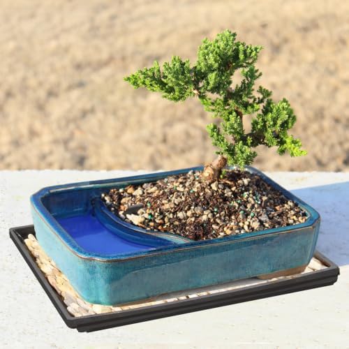 Brussel's Bonsai - Medium Juniper Live Bonsai Tree with Tray, Indoor Plant - Image 7
