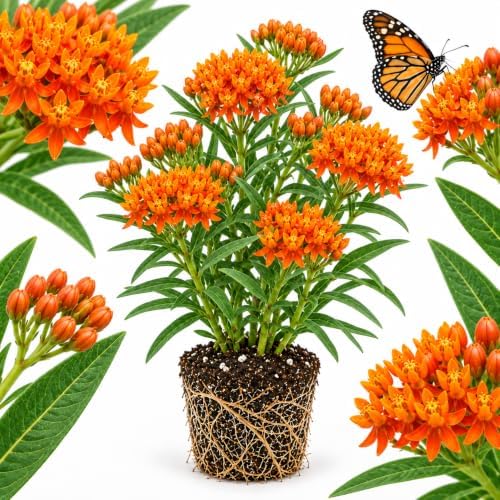 Milkweed Plants Live, Orange Tuberose Milkweed Plants, 4-6 Inch Tall by GINGERGLOW
