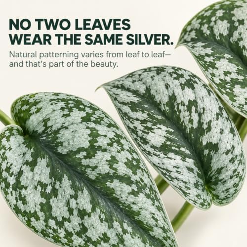 Silver Satin Pothos Live Plant - Scindapsus Pictus Exotica - Image 3