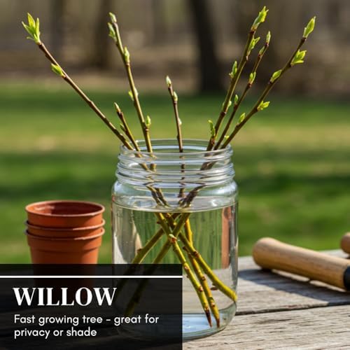(One) Fastest Growing Tree in The World - Ready to Plant - One Live Aussie Hybrid Willow Tree Rooted Cut - Great for Fast Shade - 10 feet in First Year - Austree Hybrid Willow Privacy Tree - Image 3