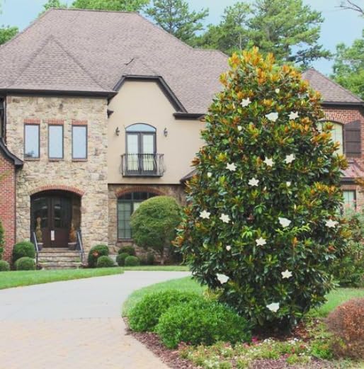 Magnolia grandiflora ‘Kay Parris’ Live Tree – Dwarf Southern Magnolia – Fragrant White Flowers – Evergreen Ornamental Tree – 1–2 Ft Tall Plant - Image 3