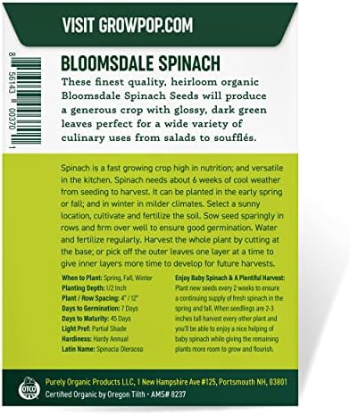 Organic Spinach Seeds (Bloomsdale Long Standing) - Approx 300 Seeds - USDA Organic, Non-GMO, Open Pollinated, Heirloom, USA Origin - Image 3