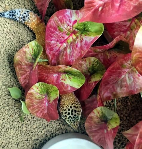 Fake Reptile Plants for Terrarium,Hanging Plant with Suction Cup - Image 6
