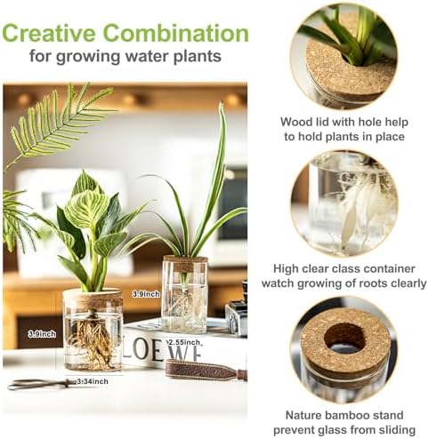 Glass Plant Propagation Stations for Plants – Set of 8(4 Large & 4 Small) Hydroponic Vases for Plant Cuttings,Flower Arrangements, Home & Office Decor–Desktop Vases for Living Room, Bedroom (8) - Image 2