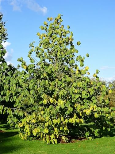 Paw Paw Tree Seedlings, Fruit Bearing, Shade Tolerant, Tropical Look, Flowering 5 gal, Nursery Pot (Due to Agricultural Laws, we Cannot Ship to CA, AZ, AK, or HI) - Image 3