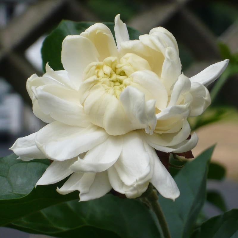 2 Grand Duke Arabian Jasmine Plants, Indoor Outdoor Flower, 4-9 Inches - Image 6