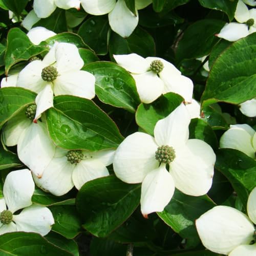 White Kousa Dogwood Tree Live Plant, Ornamental Tree, 6-12 Inch Tall by AKTRD