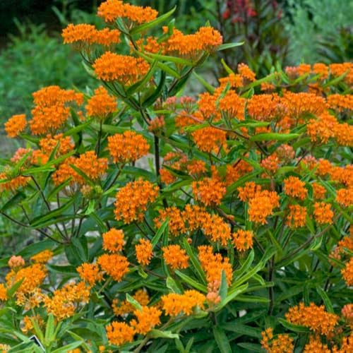 3 Orange Milkweed Live Plants, Milkweed Flower Plant, 5-7 Inc - Image 6