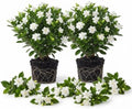2 Frostproof Jasmine Live Plants, Fragrant Flowering Shrubs, 4-6" Tall by Unknown