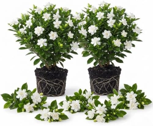 2 Frostproof Jasmine Live Plants, Fragrant Flowering Shrubs, 4-6" Tall by Unknown