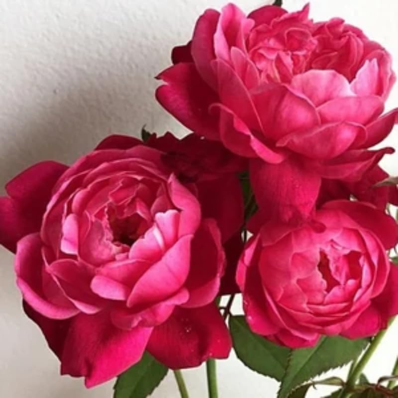 Climbing Rose Live Plant, Outdoor Garden Rose Plant, 5-9 Inch Tall - Image 5