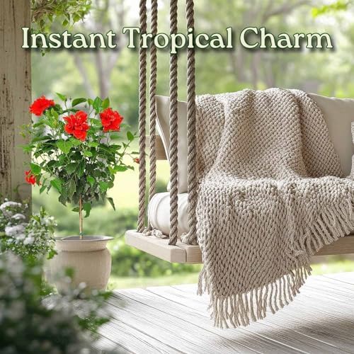 Live Hibiscus Plant - Tropical Flowering Tree - Red Double Flower - Overall Height 38" to 44" - Tropical Plants of Florida (Plant Only) - Image 4