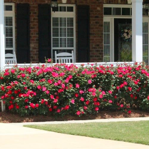 Brighter Blooms Double Knock Out® Rose Shrub, 1 Gallon - Image 2