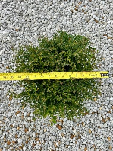 Dwarf Yaupon Holly Shrub, Live Plant, 1 or 3 Gallon Container Size, Evergreen Ornamental Bush (3-Gallon) - Image 4