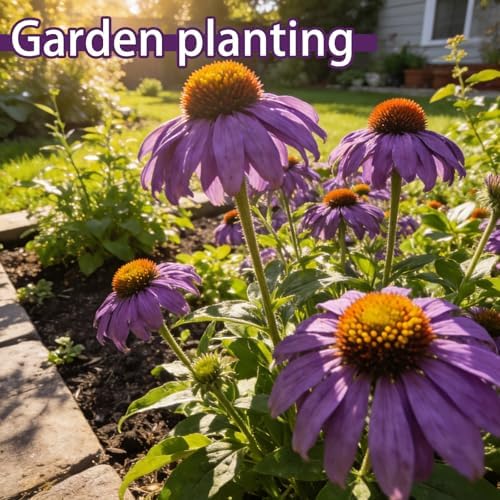 Purple Coneflower Seeds for Planting Outdoor, Hardy Native Perennial Flower - Image 4