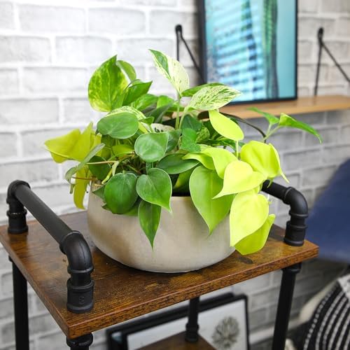 Plentiful Pothos & Philodendron (6 Pack), Pothos Live Plant Decor, Easy Indoor House Plants for Beginners, Marble Queen, Golden, Variegated Varieties - Image 2