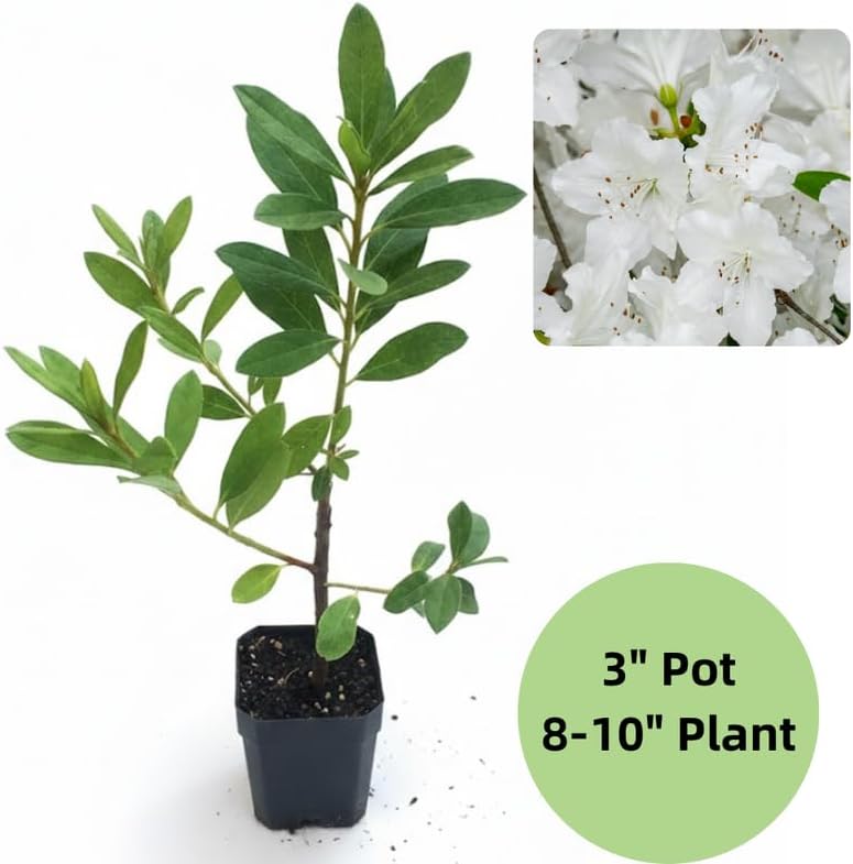 White Azalea Plant in 4" Pot, 8-10" Tall, Azalea Bush Rhododendron - Image 2
