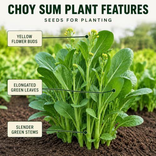 Bok Choy Seeds for Planting, Approx. 2,000 Chinese Cabbage Seeds, 1 Pack - Image 3