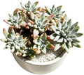 Dudleya gnoma S.W. McCabe Live Succulent Plant 3-3.5 Inch Cluster, Rare Dudleya Bare Root No Pot, Easy Care Indoor Outdoor Houseplant for Home Garden Decor by THEONEBLOOM