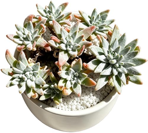 Dudleya gnoma S.W. McCabe Live Succulent Plant 3-3.5 Inch Cluster, Rare Dudleya Bare Root No Pot, Easy Care Indoor Outdoor Houseplant for Home Garden Decor by THEONEBLOOM