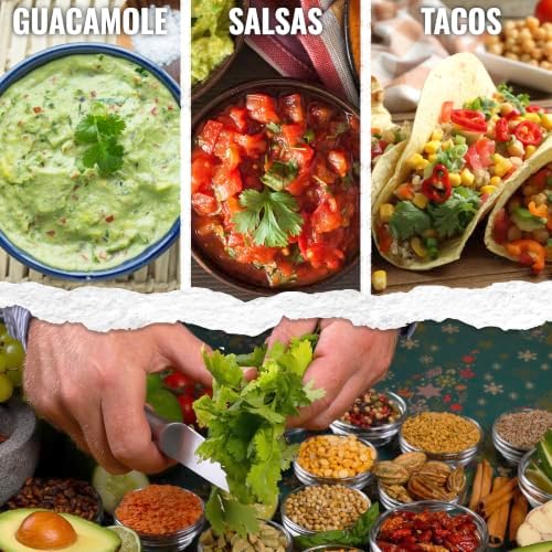 Seed Needs Slow Bolt Cilantro Seeds to Plant an Herb Garden - 5 Packs - Image 6