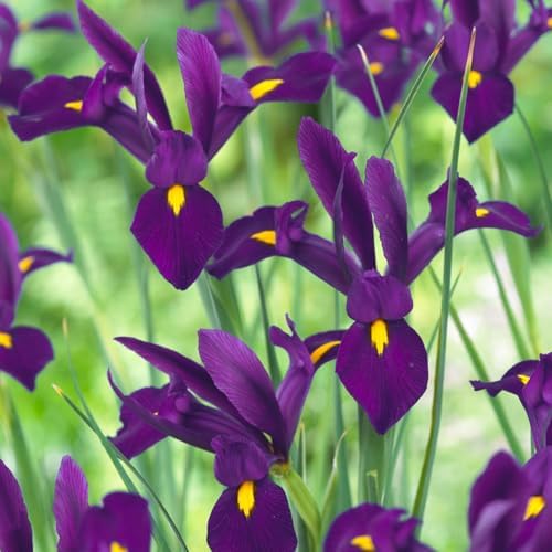 Dutch Iris ‘Valentine’ – Top-Size Bulbs for Fall Planting | Rich Indigo-Purple Blooms, Hardy Spring Flower Bulbs Ideal for Borders, Beds, and Cut Arrangements | Easy-to-Grow Dutch Variety - Image 6
